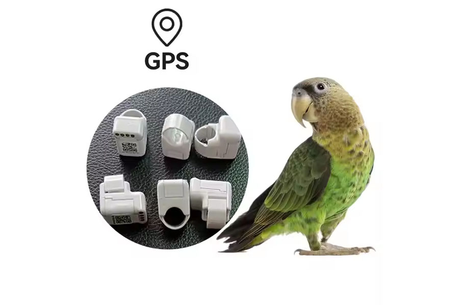 RiyadhSystem-GPS-Birds-Tracking